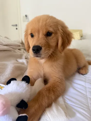 Golden retriever pura, com tudo certo.