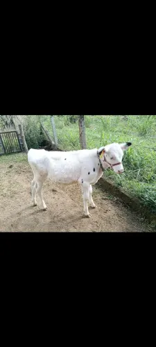 Vendo terneiro desmamado 