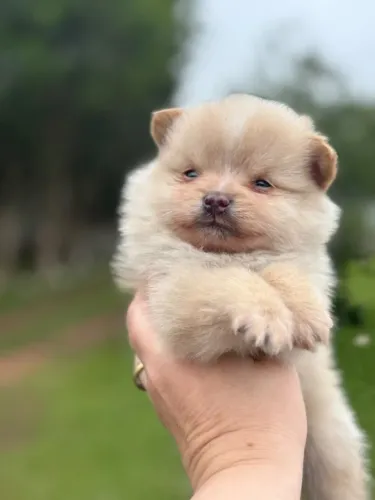 DISPONÍVEL FILHOTE DE LULU