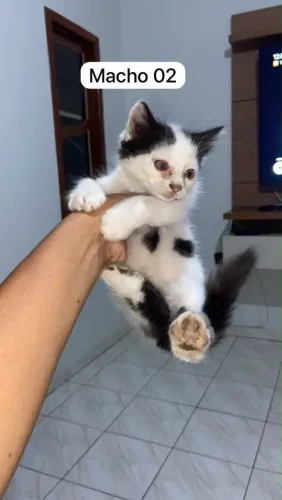 Doa-se filhotes de gato