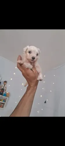Poodle mini toy macho 250