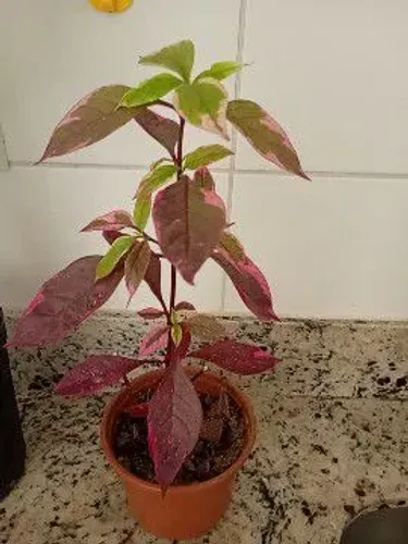 Planta periquito roxo