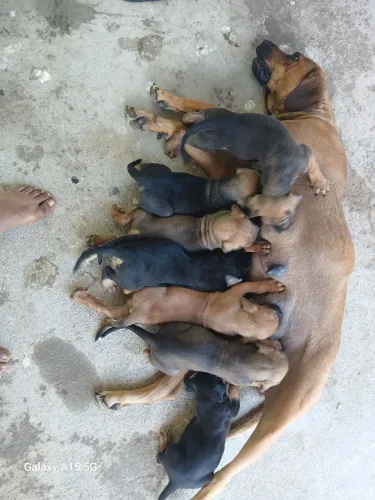 Disponível para venda 4 machos e 2 fêmeas de fila brasileiro
