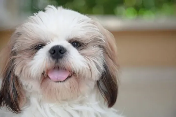 Shih Tzu Muito Fofo Disponível ?