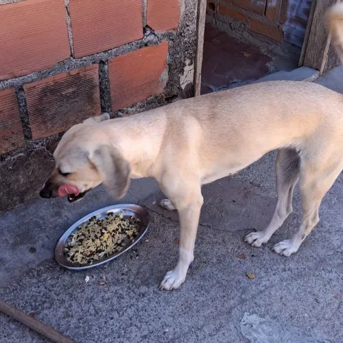doação cachorras - leia a descrição