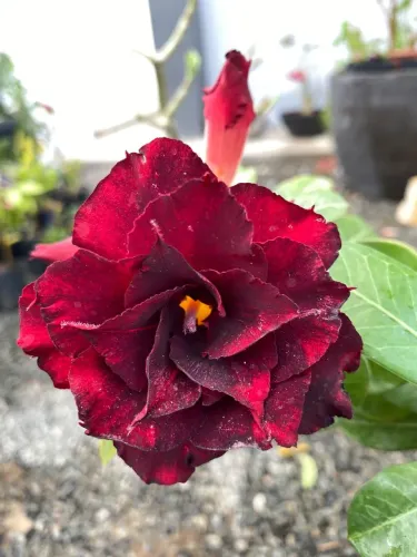 ROSA DO DESERTO GRANDES