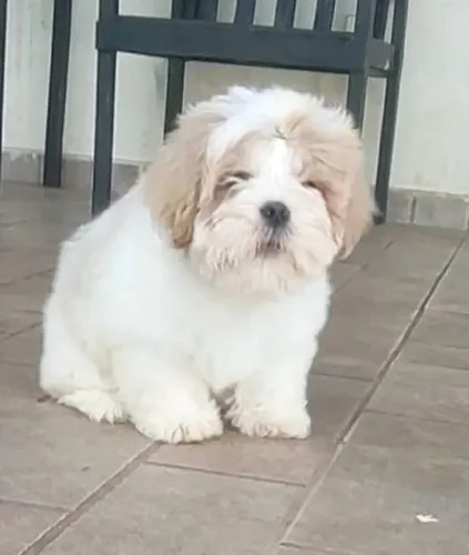 Abominável Shihtzu das neves