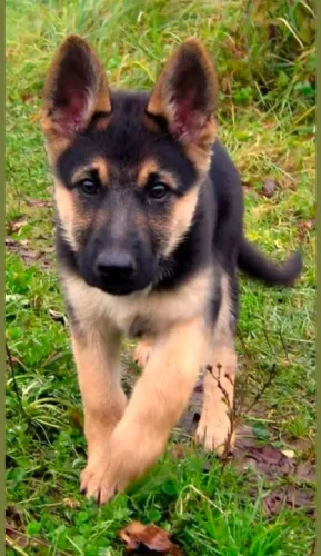 Pastor alemão.Doguinho que merece uma olhada especial