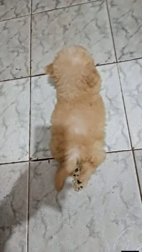 Filhote de poodle com 3 meses raça pura