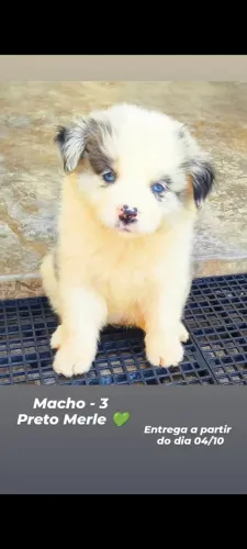 Border Collie 