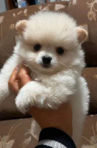 Lulus da Pomerânia machinhos