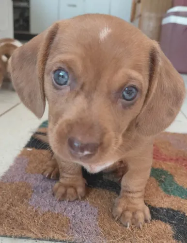 Linda Filhote Fêmea Dachshund (Basset, Cofap, Salsicha)
