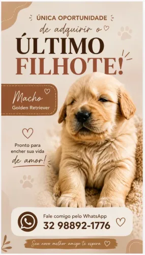 Vende-se um filhote de Golden Retrivier