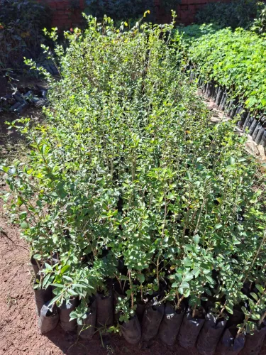 Acerola