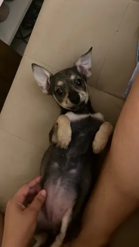 Casal de Pinscher
