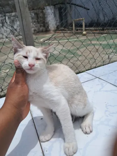 LINDA GATINHA CINZA E BRANCA PARA ADOÇÃO