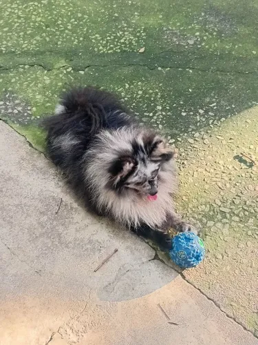 Lulu dá Pomerânia