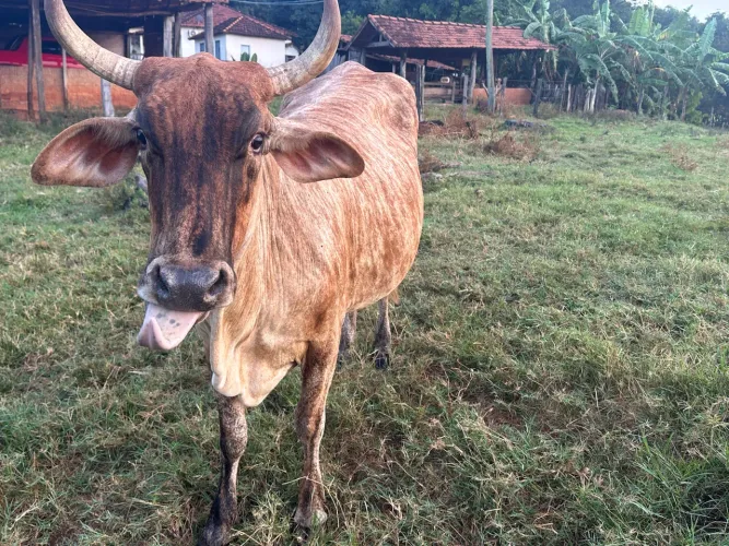 Vaca 