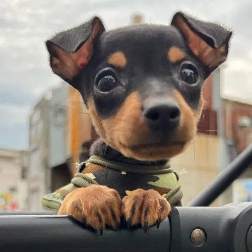 Filhotes De Pinscher - O Abraço Mais Fofinho Do Mundo Te Espera 