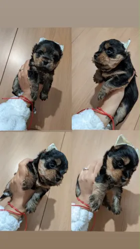 YORKSHIRE TERRIER LINDOS FILHOTES