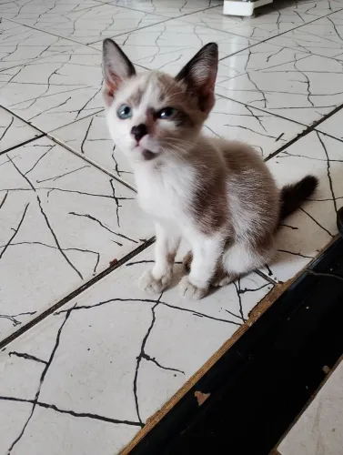 Gato filhote macho para adoção responsável