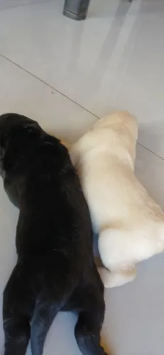 Filhotes de labrador