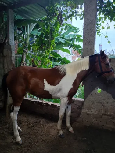Cavalo