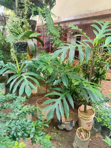 Muda de frutapão