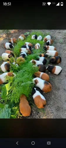 Porquinho da índia