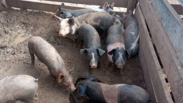 Leitoada pesando em de 15 a 17 kilos Bruto / 250 cada pra ir embora.