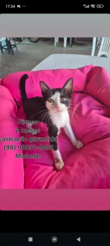 Gatinhos para doação 