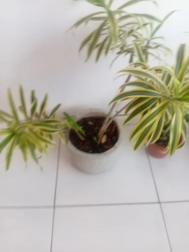 Planta dracena