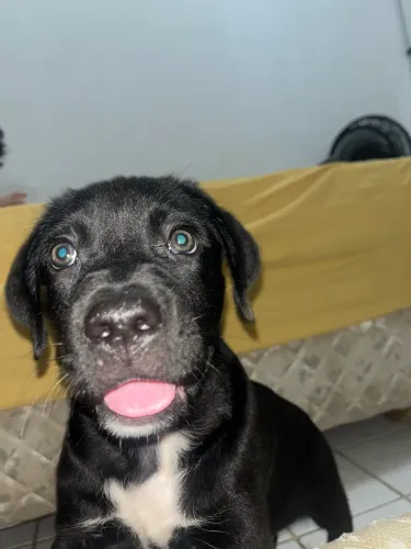 Cane corso