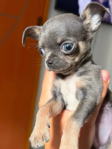 Chihuahua MACHO BLUE AND TAN