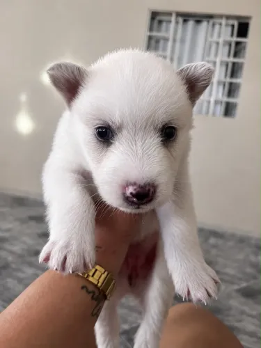 Filhotes de husky siberiano a venda