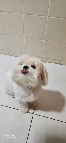 Cachorro