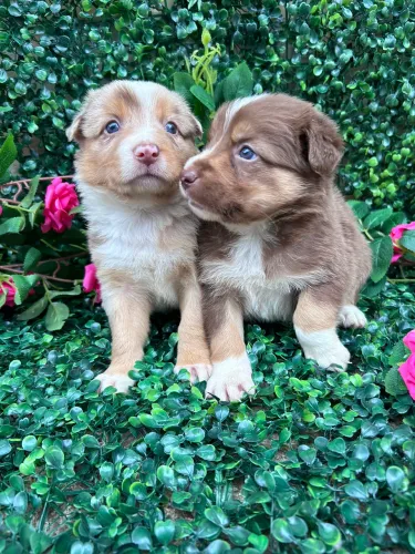 Border collie Filhotes
