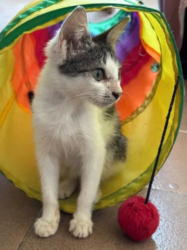 Gatinho filhote adoção
