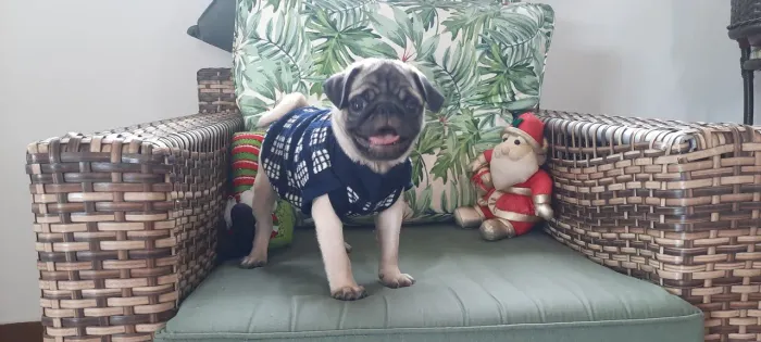 Promoção Pugs todas vacinas 170 aparcela