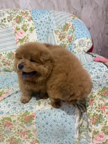 Chow chow macho 