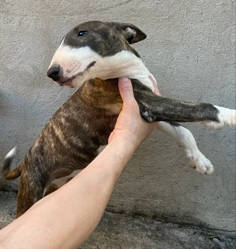 Filhotes de Bull Terrier Inglês disponíveis