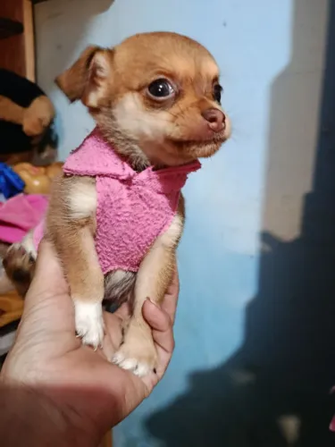 Chihuahua