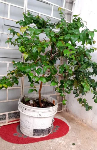 Pés grandes de pitanga 