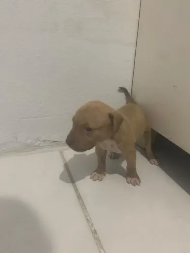 Filhote de pitbull