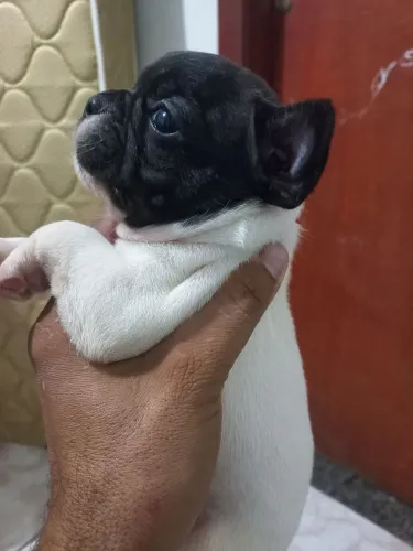 Bulldog Francês a venda machinho