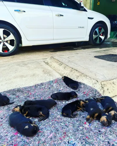 Rottweiler filhote cabeça de touro 