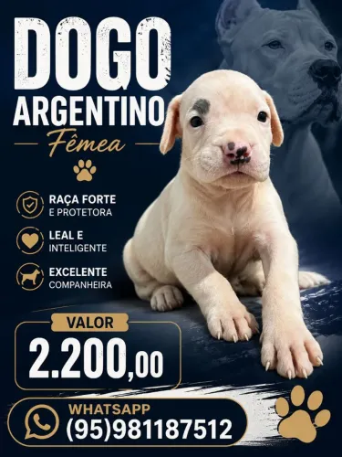 Dogo Argentino 