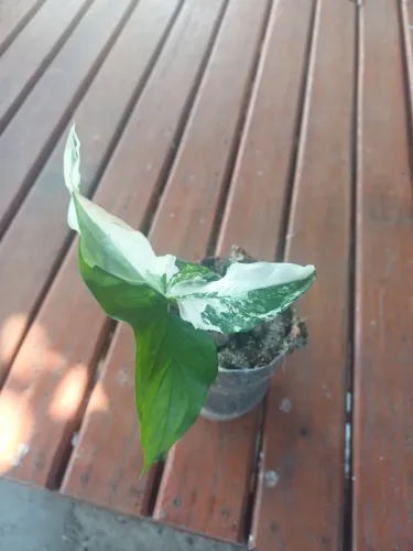 Plantas singônia variegato 