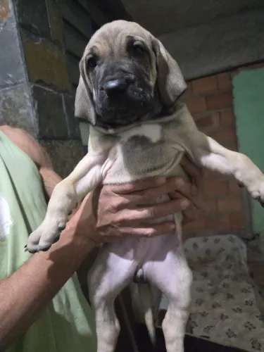 Fila brasileiro 
