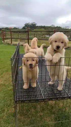 Golden Retriever filhotes